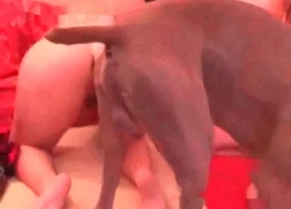 Fucked by a hound