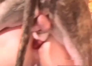 Red cock of a horny doggy