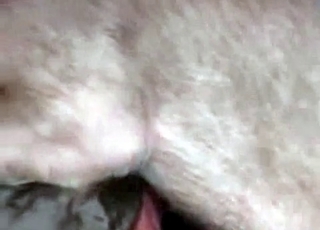 Pig pounding guys ass