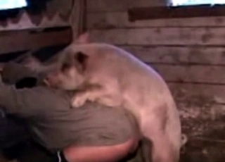Pig pounding guys ass