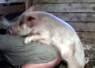 Pig pounding guys ass