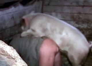 Pig pounding guys ass