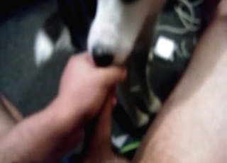 Husky is licking a hard dick