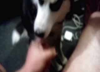 Husky is licking a hard dick
