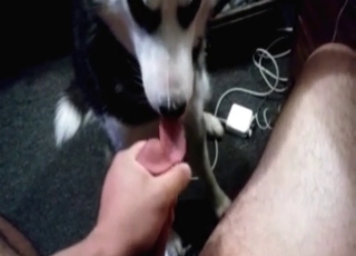 Husky is licking a hard dick