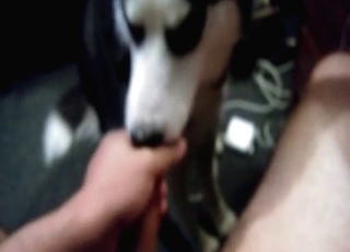 Husky is licking a hard dick