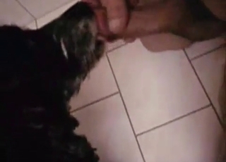 Dog is licking a hard wiener