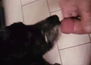 Dog is licking a hard wiener