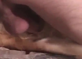 Small cock impales a dog ass