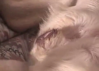 Small cock impales a dog ass