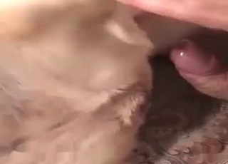 Small cock impales a dog ass