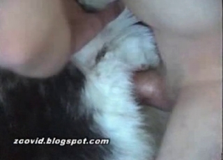 Animal sex scene with a husky