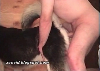 Animal sex scene with a husky