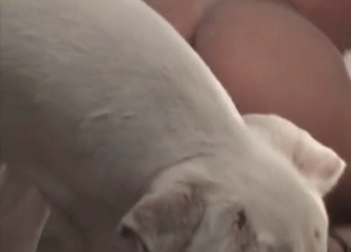 Tyke drilling blondie