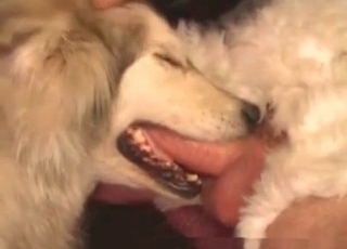 Pooch sucking cock