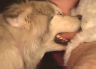 Pooch sucking cock