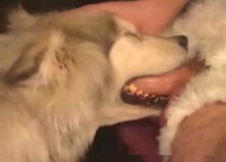Pooch sucking cock