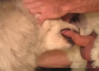 Pooch sucking cock