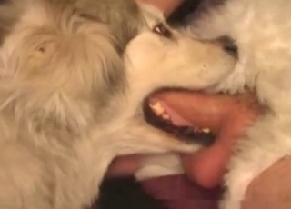 Pooch sucking cock