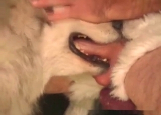 Pooch sucking cock