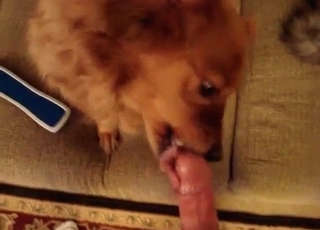 Dog sucking guys dick