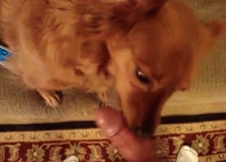 Dog sucking guys dick