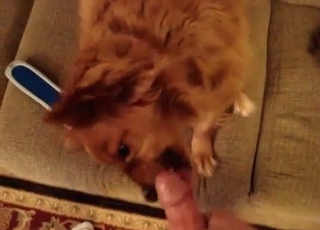 Dog sucking guys dick