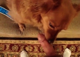 Dog sucking guys dick