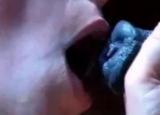 Horses cocks sucked