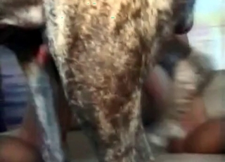 Zoo porn scene in close up