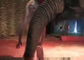 Zoo porn with an elephant