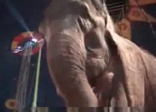 Zoo porn with an elephant