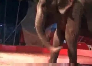 Zoo porn with an elephant