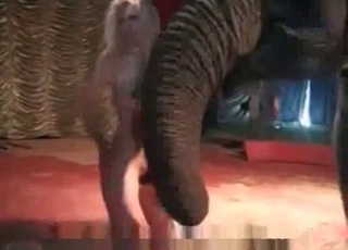 Zoo porn with an elephant