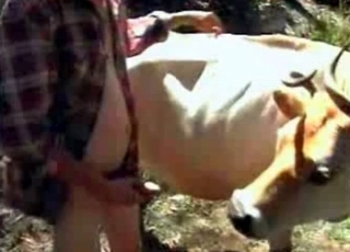 Cow is being anally fucked hard
