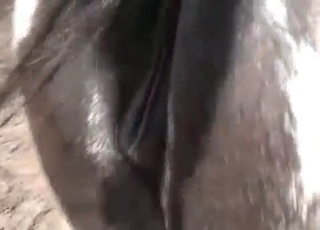 Brown horses tight ass
