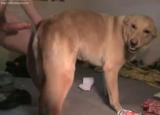 Nice dog enjoys his hard dick