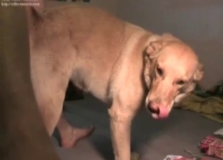 Nice dog enjoys his hard dick