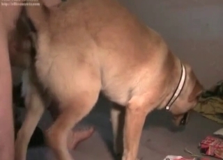 Nice dog enjoys his hard dick