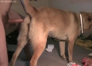 Nice dog enjoys his hard dick