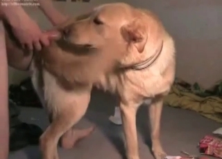 Nice dog enjoys his hard dick