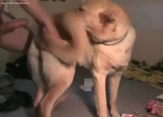 Nice dog enjoys his hard dick