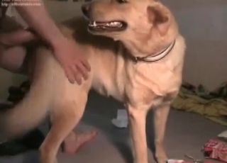 Nice dog enjoys his hard dick
