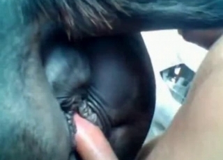 Black horse fucked in the ass