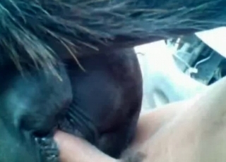 Black horse fucked in the ass