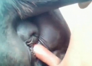Black horse fucked in the ass