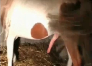 Trained farm horse fucks a slut