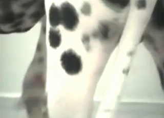 Pup fucking a horny lady