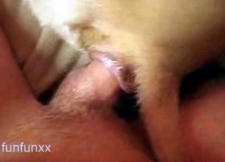 Small brown dog fucked by a zoophile