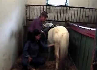 Bleached stallion in the old barn